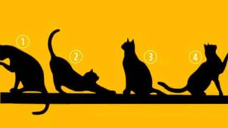 Test viral de hoy: escoge uno de los gatos y definirás tu principal propósito de vida [FOTO]