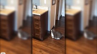 Viral: robusto gatito intenta saltar a lavadero sin éxito