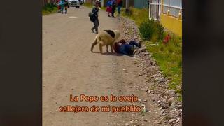 Que ni la encuentren: ‘La Pepo’, la divertida oveja callejera que molesta a niños y es viral [VIDEO]