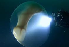 Científicos graban una enorme bolsa gelatinosa en el fondo del mar que parece sacada de una película de ciencia ficción