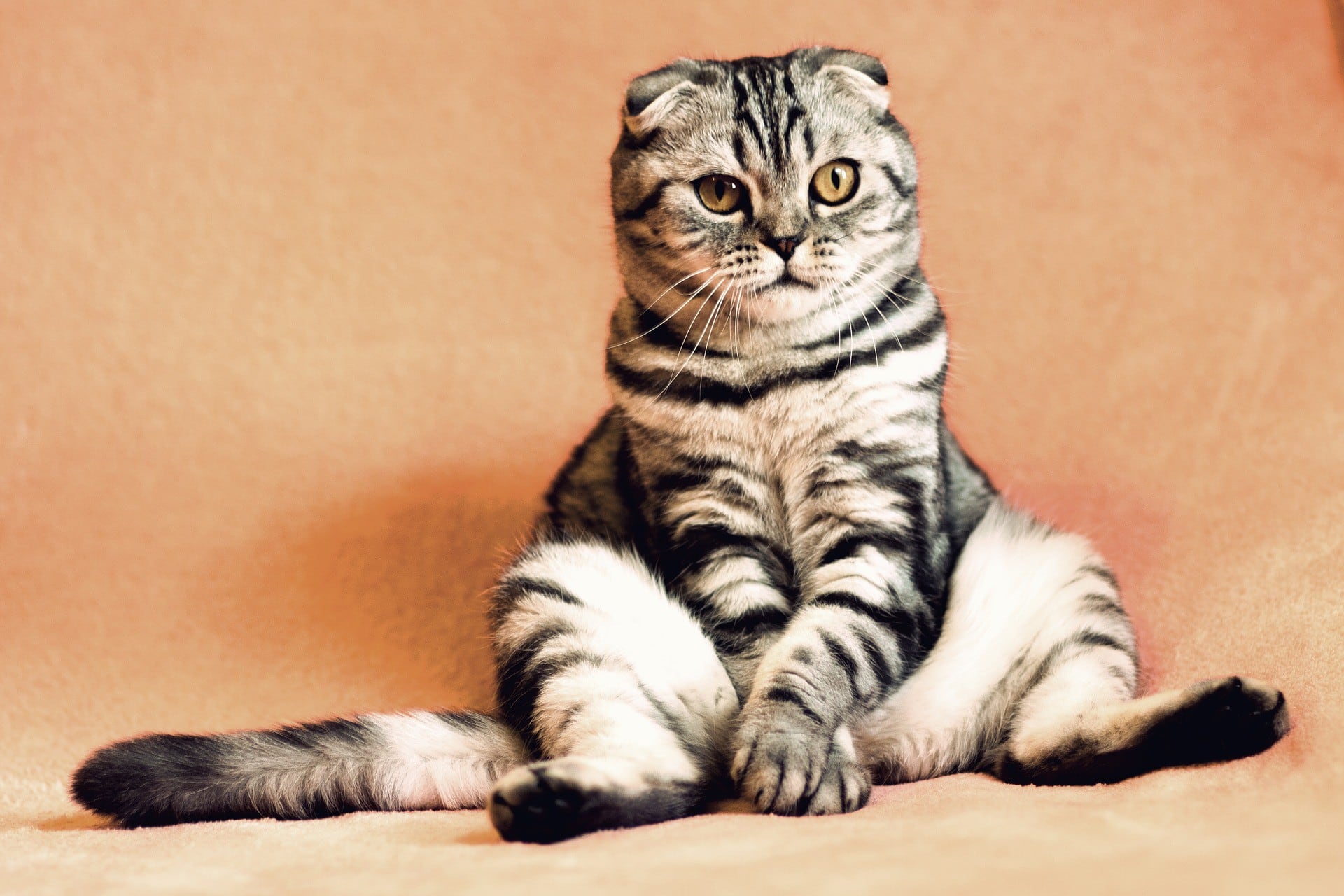 El gato protagonista de esa peculiar historia se llama Lucas. (Foto referencial: Pixabay)