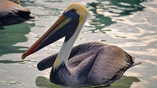 Pelícano y pescador se abrazan fraternalmente y cautivan a cientos en las redes