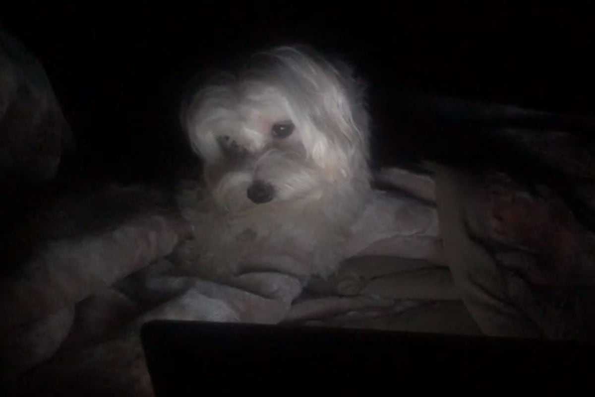 Foto 1 de 3 | El perro se distrajo viendo una película en la tablet de su dueño. | Foto: ViralHog en YouTube. (Desliza hacia la izquierda para ver más fotos)