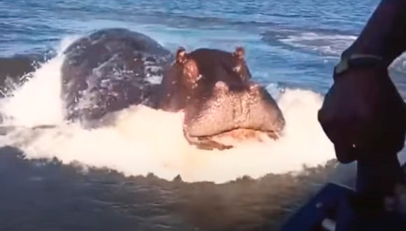 El hipopótamo nadó a toda velocidad bajo el agua para atacar la embarcación de los turistas. | Foto: SWNS