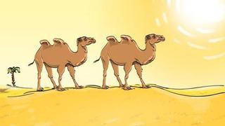 Reto visual imperdible: ¿eres capaz de hallar el grosero error en el viral de los camellos? 