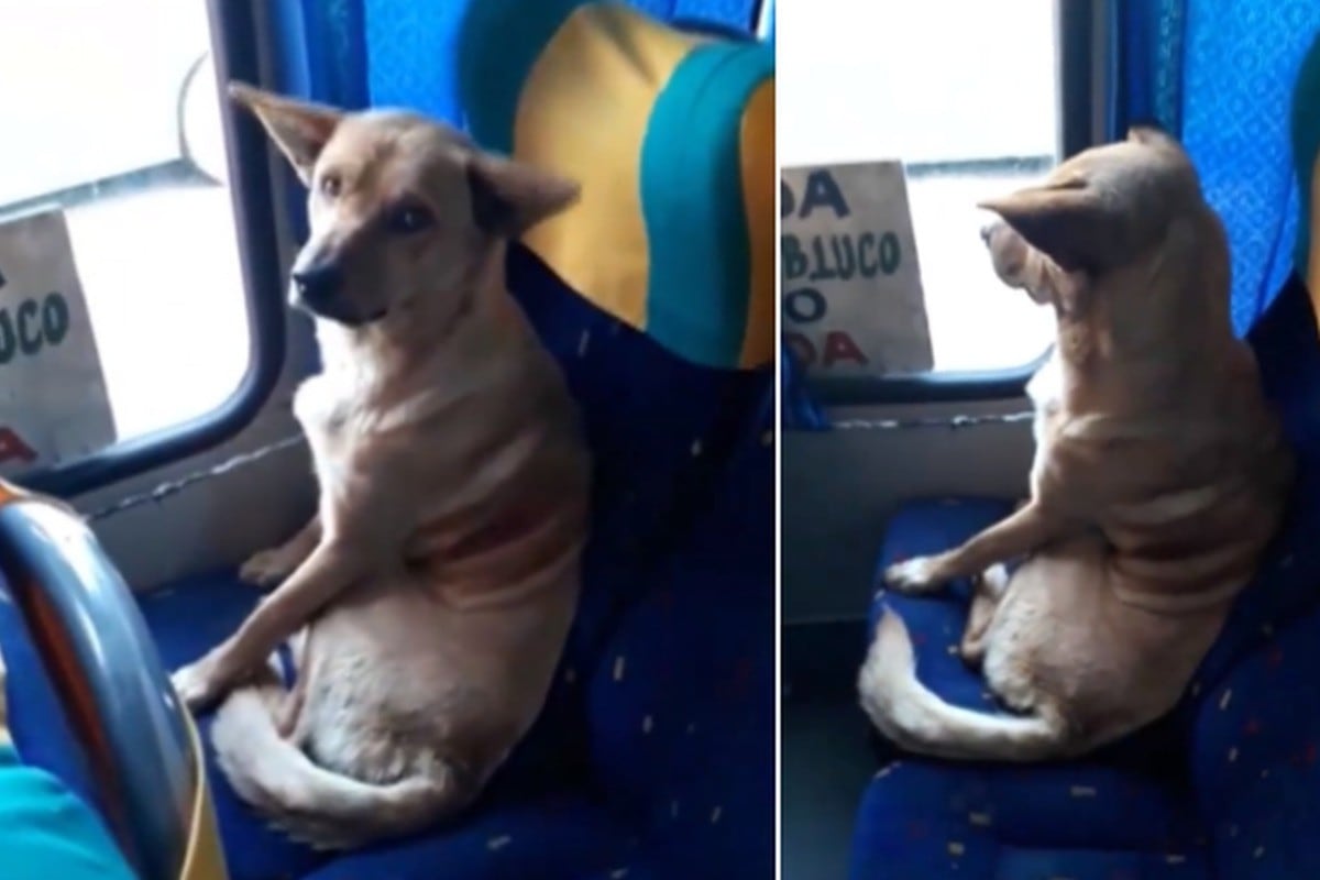 Foto 1 de 3 | El perro se puso cómodo en uno de los asientos del autobús. | Foto: Local 21 CBS News, WHP Harrisburg / Facebook. (Desliza hacia la izquierda para ver más fotos)