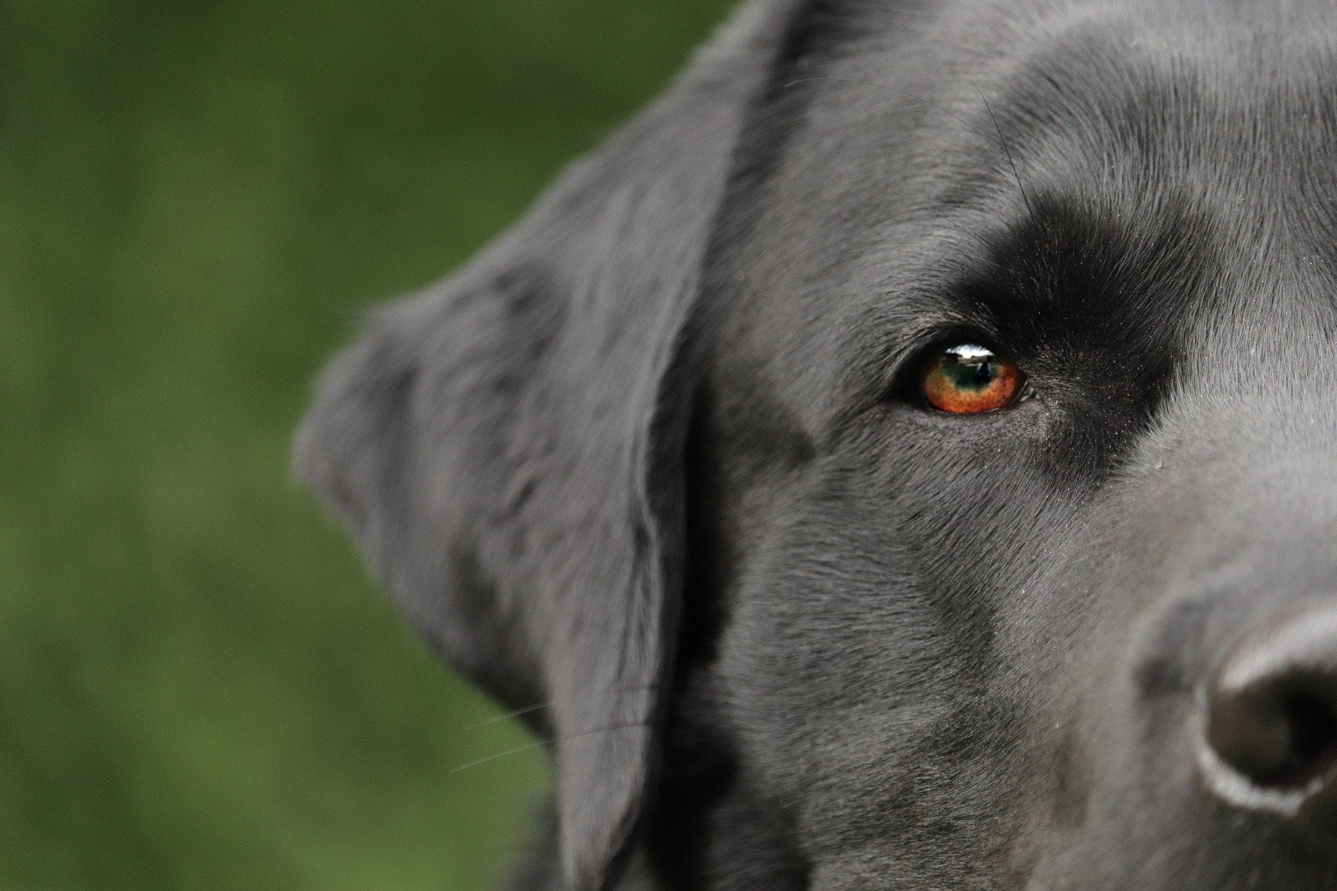 El perrito sordo le debe su vida a su compañero. (Foto referencial: Pixabay)