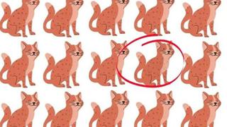 Mira ahora la gráfica viral de los gatos y trata de resolver el reto diferente [FOTOS]