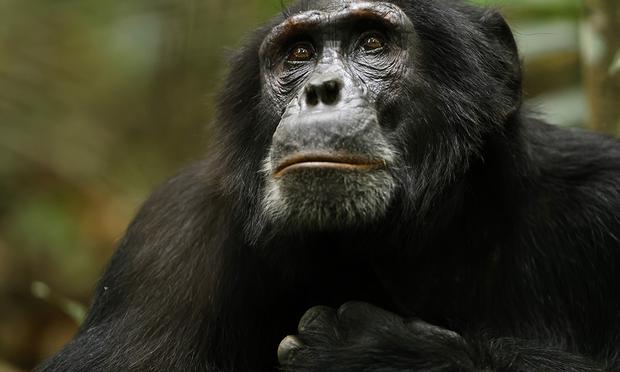 The empire of the chimpanzees.  (Photo: Netflix)