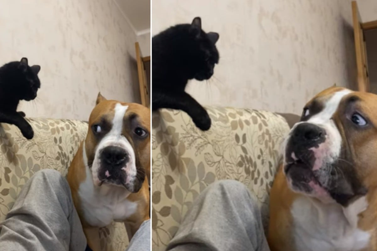 Foto 1 de 3 | El gato se mantuvo firme en el mueble y nunca se sintió intimidado por el perro. | Foto: ViralHog en YouTube. (Desliza hacia la izquierda para ver más fotos)