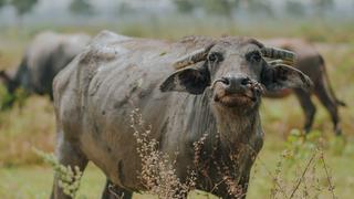 ¡Sacó los pasos prohibidos! Búfalo baila al ritmo de su dueño en hilarante video viral