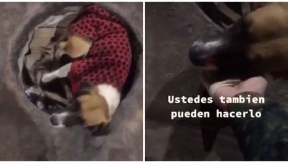 Perro callejero tuvo tierna reacción tras ser acariciado por soldado. (TikTok)