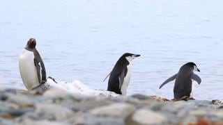 ¿Por qué están desapareciendo los pingüinos rey de la ‘Isla de los Cerdos’?