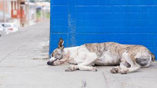 La tierna imagen de una perrita enferma que pide ayuda para ella y sus cachorros