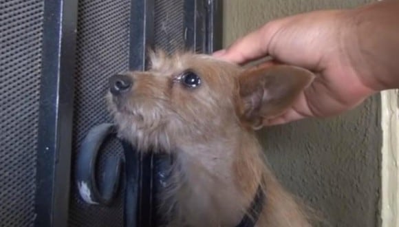 Se volvió viral en las redes sociales la reacción de un perro al recibir caricias por primera vez en su vida. (Foto: Hope For Paws - Official Rescue Channel / YouTube)