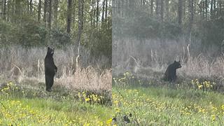 De locos: extraña pose de oso imitando a humano en EE.UU. se vuelve viral [FOTO]