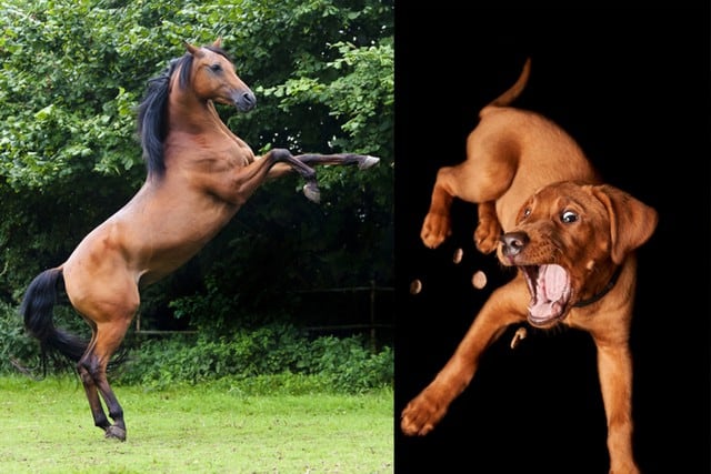 Fue la primera vez que el perro veía a un caballo y vaya que quedó muy sorprendido. (Foto: Pixabay/Referencial)