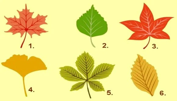 TEST VISUAL | En esta imagen se aprecian varias hojas de otoño. Debes escoger una. (Foto: namastest.net)