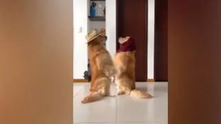 El viral de la semana: perros hacen el ‘Me miró y la miré challenge’ en TikTok y remece las redes [VIDEO]