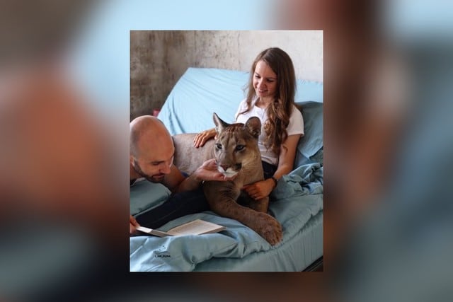 Pese a su tamaño considerable y sus 40 kilos de peso, el animal tiene un temperamento calmado pero no se lleva bien con la otra mascota de la peculiar pareja. (Foto: @l_am_puma en Instagram)