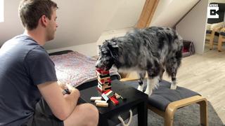 Morty, el perro que se divierte jugando Jenga con su amo