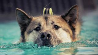 Perro aprende a nadar en una piscina peculiar y causa sensación entre los cibernautas