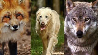 Test viral: ¿Un zorro, un perro o un lobo? Elige el animal que más te gusta y conocerás tu verdadero instinto 