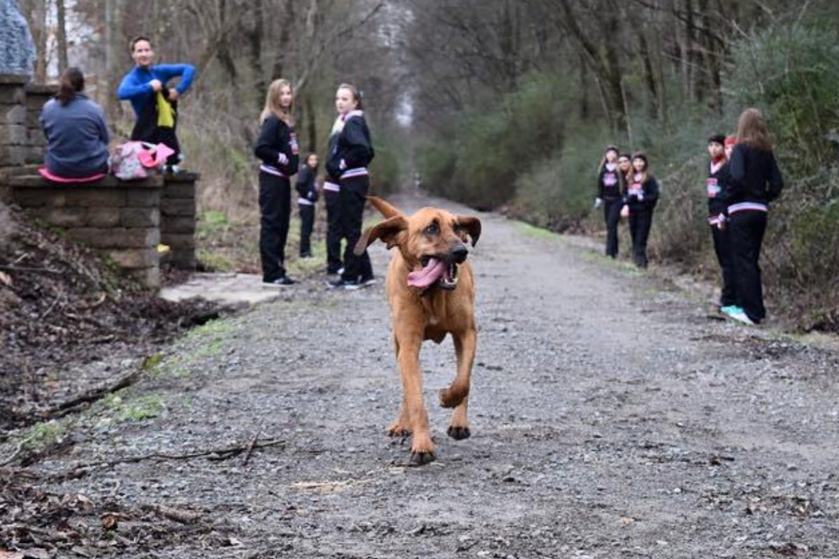 Una perrita se convirtió en la participante más peculiar de una media maratón sin que su dueña se enterara. (Foto: We Run Huntsville en Facebook)