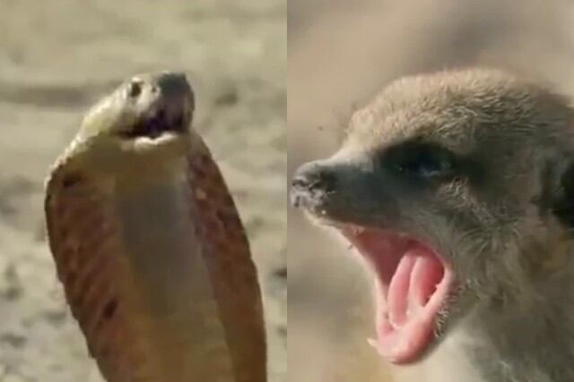 FOTO 1 DE 5 | Un video viral muestra la intensa pelea entre un grupo de suricatas y una cobra en medio de la sabana africana. | Crédito: @susantananda3  / Twitter. (Desliza a la izquierda para ver más fotos)