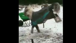 Brincó de mucha felicidad: pony no quería bajar un escalón por miedo y final enternece al mundo [VIDEO]