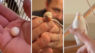 Hombre rescata un huevo de una tienda de mascotas, lo lleva a casa y de él nace un hermoso pájaro