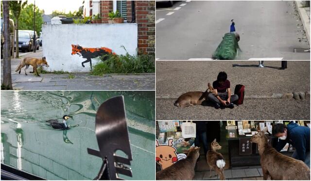 Las ciudades y calles que mostraron presencia animal ante el aislamiento de las personas.