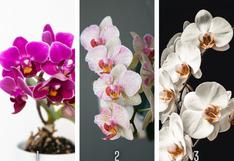 ¿Qué orquídea te parece hermosa? Tu elección de dirás datos nuevos de tu personalidad