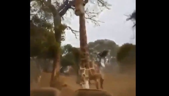 Como si se encontrara en el mundo de Jurassic Park, esta jirafa persiguió a turistas en safari. (Viral/YouTube)