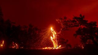 Incendios en California EN VIVO: Evacúan los condados de Sonoma y Napa