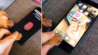Joven usa la patita de su perro para desbloquear su celular y escena se vuelve viral