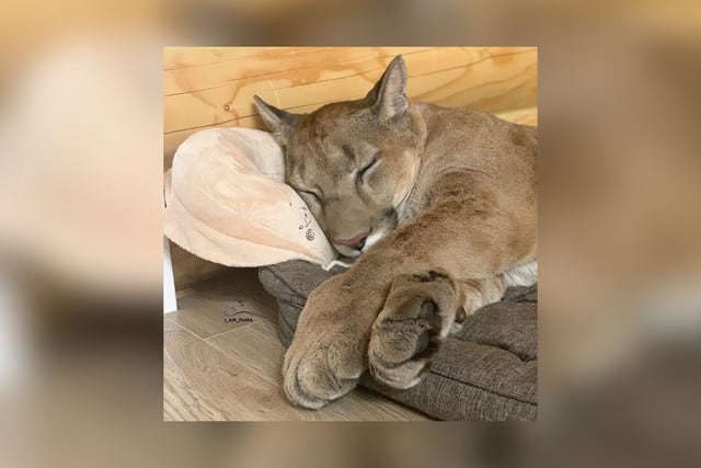 Pese a su tamaño considerable y sus 40 kilos de peso, el animal tiene un temperamento calmado pero no se lleva bien con la otra mascota de la peculiar pareja. (Foto: @l_am_puma en Instagram)