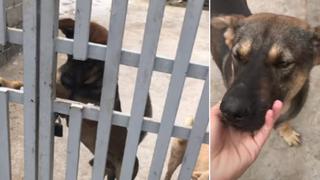 Perrito le abre la reja de la casa a su dueño y llena de ternura las redes sociales