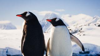 ¿Hallarás el foco entre los pingüinos del reto visual ‘IMPOSIBLE’ en 5 segundos? 
