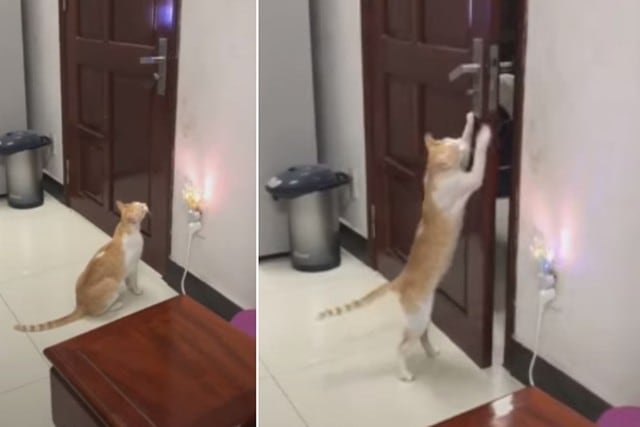 Foto 1 de 3 | El gato causó sensación en Internet con su destreza para abrir una puerta. | Foto: ViralHog / YouTube. (Desliza hacia la izquierda para ver más fotos)