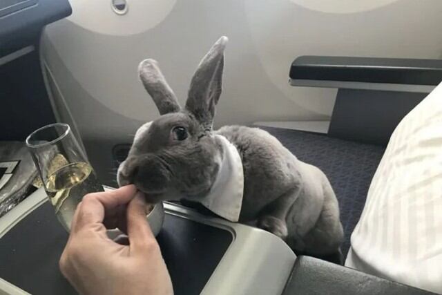 Se trata de una coneja registrada como animal de apoyo emocional de su dueña, que la acompaña en sus viajes al exterior. (Foto: Kennedy News)