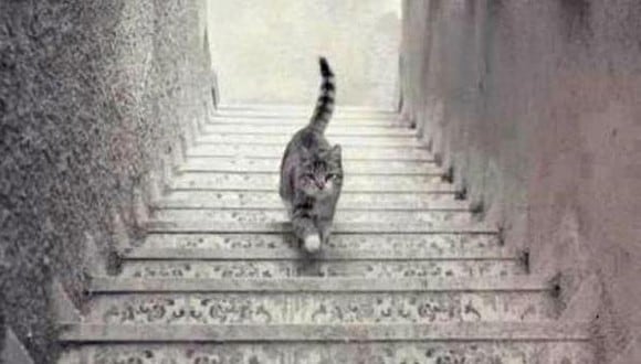 Es de sabios responder y no temer a este test visual: ¿El gato sube o baja las escaleras? (Foto: Pinterest)