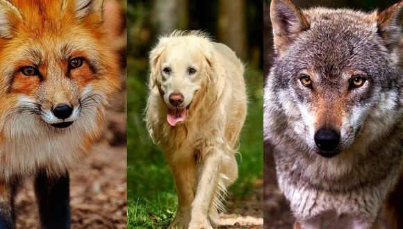 Debes elegir al animal que más te agrada o gusta, y luego podrás conocer los resultados del test visual.  | Foto: Composición/Pixabay