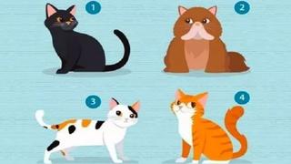 Test viral: conoce cómo es tu pareja ideal según el gato que escojas en el reto de personalidad [FOTO]