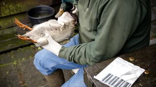 Gripe aviar en Perú: cómo se contagia a los humanos y cuáles son los síntomas