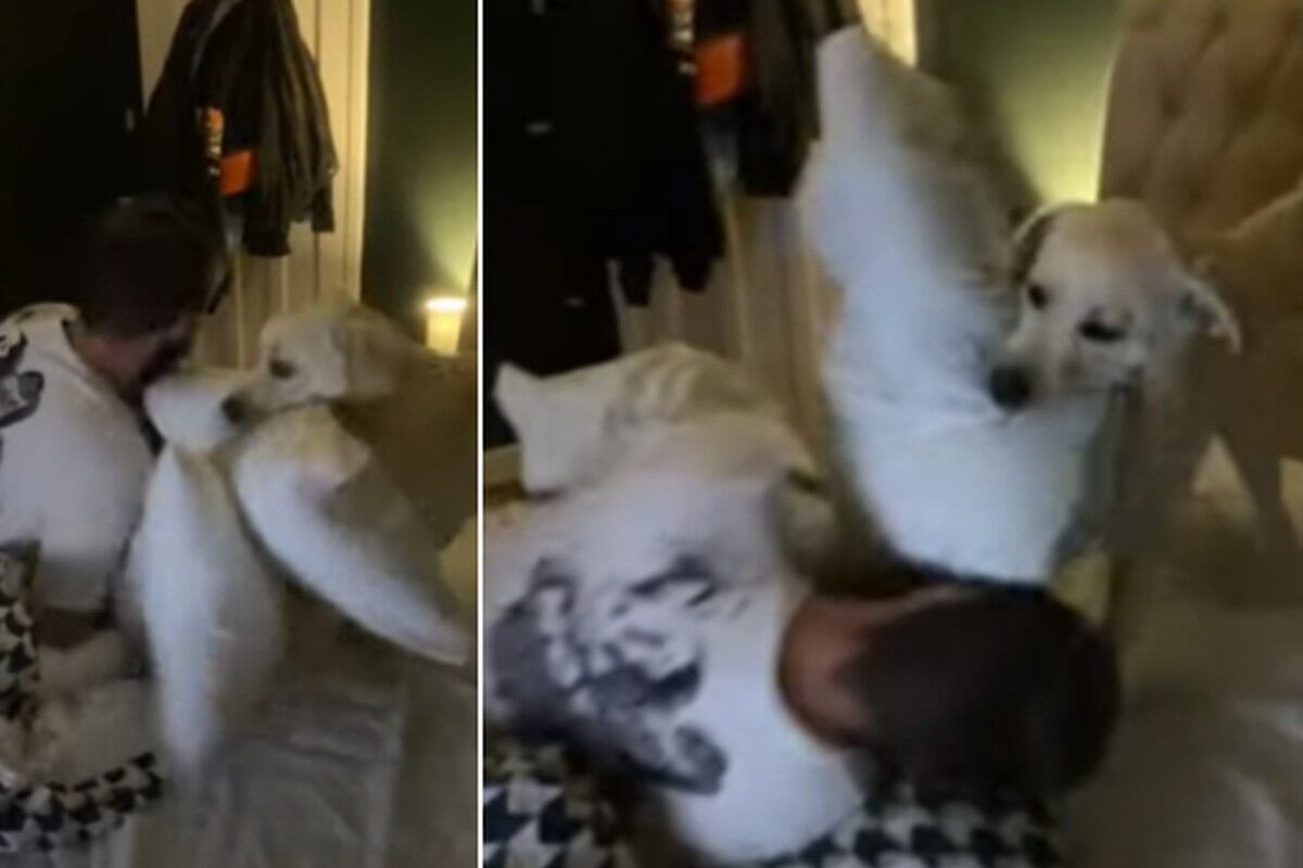 El momento de juego que compartió un perro con su dueño es muy comentado en redes sociales. (YouTube: Rumble Viral)