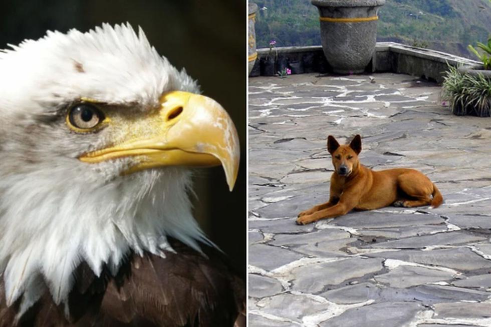 Viral Facebook Aguila Dejo Caer Un Perro Pero Este Resulto Ser Una Especie En Peligro De Extincion Fotos Australia Estados Unidos Usa Eeuu Fb