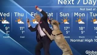 La historia con final feliz de ‘Ripple’, el perrito que se robó el show en el reporte en vivo de un ‘hombre del clima’
