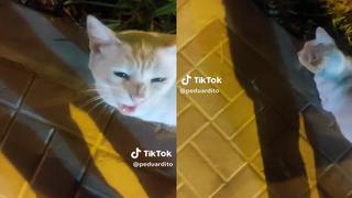 Video Viral: Joven le hacen curiosa pregunta a un gato y este le responde
