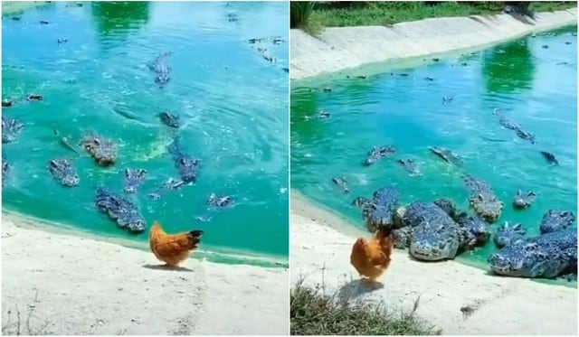 El espectacular enfrentamiento entre una gallina y varios cocodrilos en un estanque es viral. (TikTok/@elenabucr)